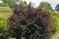 Corylus Maxima
